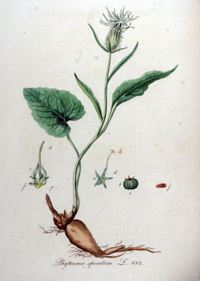 Phyteuma spicatum L.