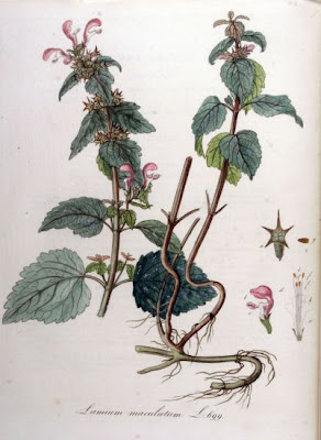 Lamium maculatum L.
