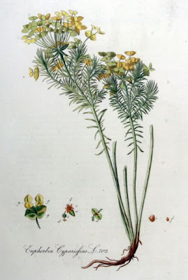 Euforbia cipressina Euforbia cipressina