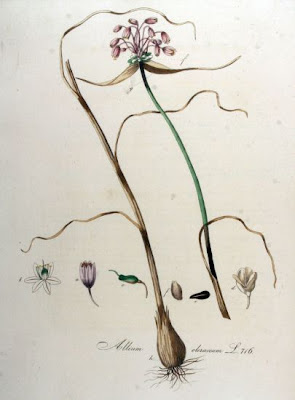 Aglio selvatico Aglio selvatico
