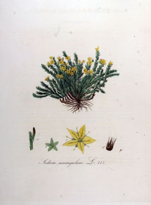 Erba pignola Erba pignola