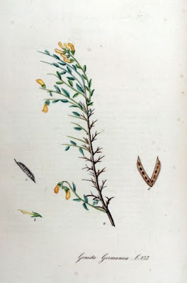 German Greenweed
