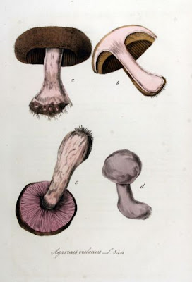 Agaricus violaceus