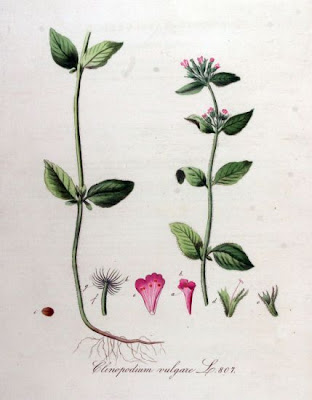 Clinopodium vulgare L.