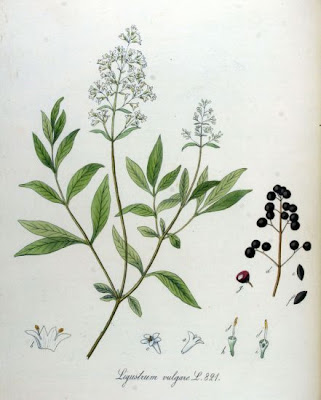 European privet
