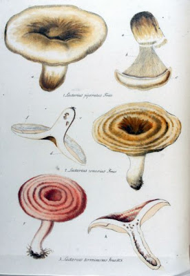 Lactarius terminosus