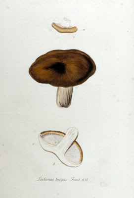 Lactarius turpis