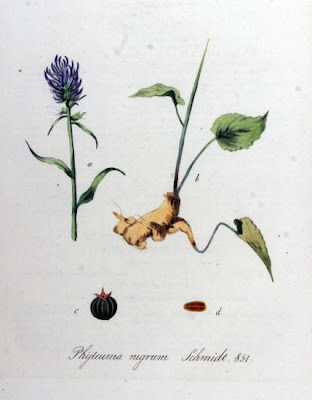 Black Rampion Black Rampion