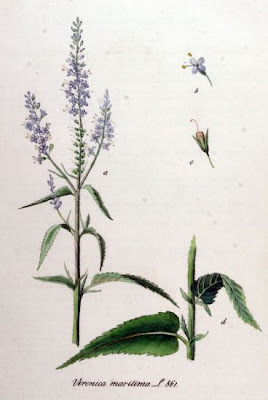 Garden speedwell