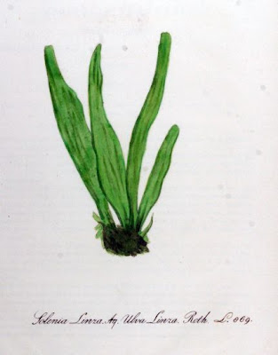 Ulva linza