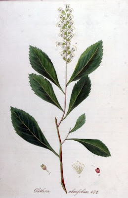 Coastal sweetpepperbush