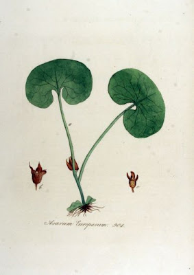 Asarum europaeum L.