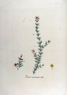 Bell-heather Bell-heather