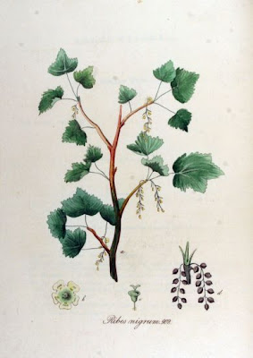 Groselheira-negra Groselheira-negra