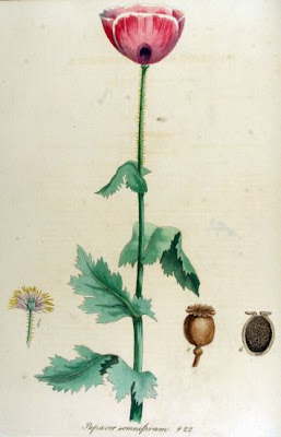 Opium poppy Opium poppy