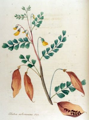Bladder-senna Bladder-senna