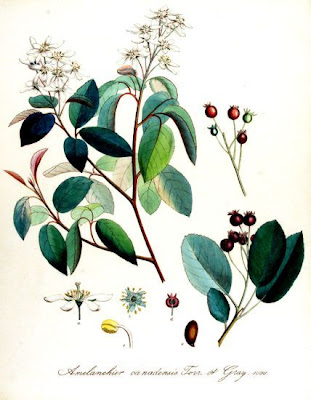 Canadian serviceberry