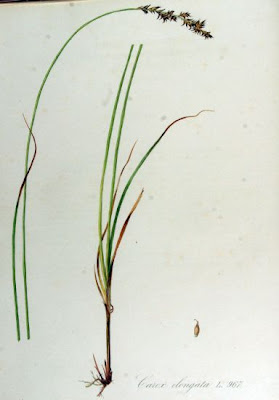 Carex elongata,
Carice allungata,
Elongated Sedge