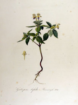 Galeopsis versicolor