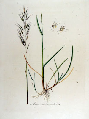 Avena pubescens