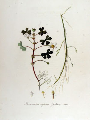 Ranunculus confusus