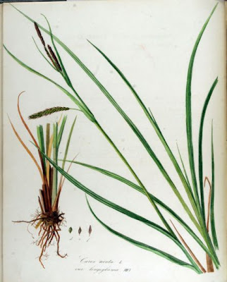 Carex acuta L.