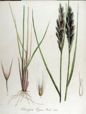 Calamagrostis epigeios,
Chee reed grass,
chee reedgrass