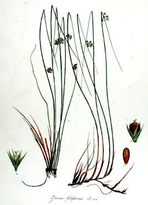 Giunco filiforme