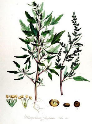 Chenopodium ficifolium Sm.