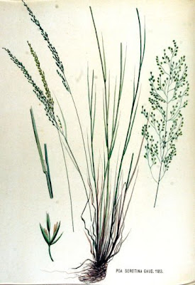 P�turin des marais
