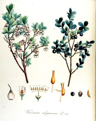 Vaccinium uliginosum,
bog bilberry,
bog blueberry,
Bog Whortleberry,
kuromamenoki,
Mirtillo falso,
Moosbeere,
Rauschbeere,
western-huckleberry
