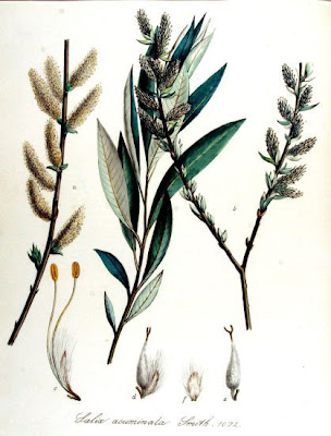 Salice di Gallura