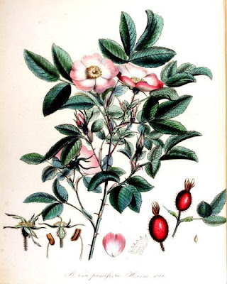 Apfel-Rose Apfel-Rose