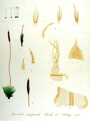 Barbula marginata