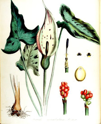 Arum maculatum L.