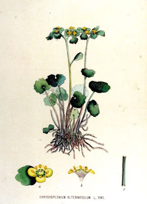 Alternate-leaf golden saxifrage