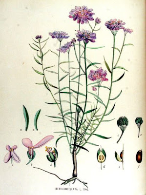 Iberis umbellata,
globe candytuft,
Iberide rossa