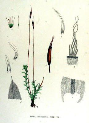 Barbula moss Barbula moss