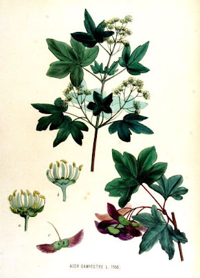 Field maple