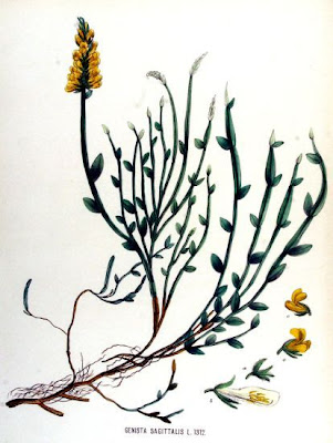 Arrow Broom Arrow Broom