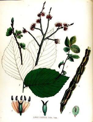 Ulmus suberosa