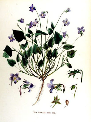 Dog violet Dog violet