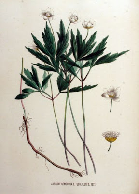Anemonoides nemorosa (L.) Holub