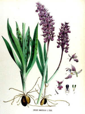 Early purple orchid