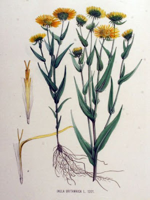 British elecampane British elecampane