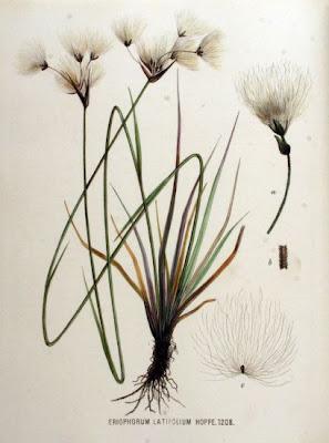 Eriophorum latifolium Hoppe