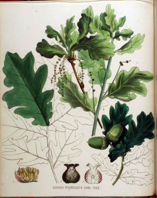 Quercus pedunculata