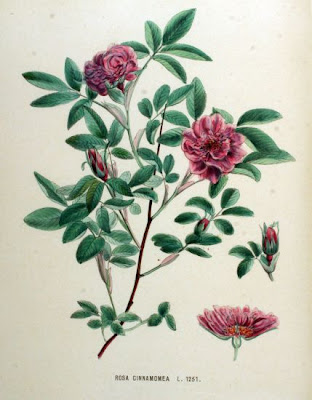 Mai-Rose Mai-Rose