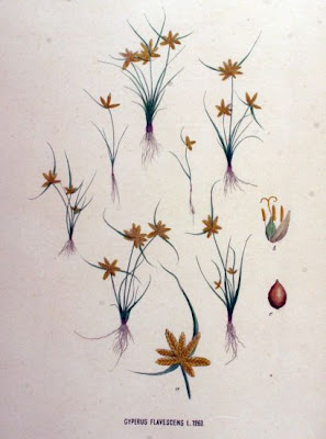 Cyperus flavescens L.
