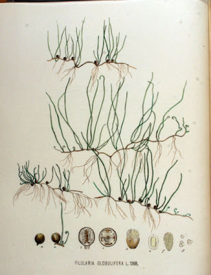 Pilularia globulifera L.